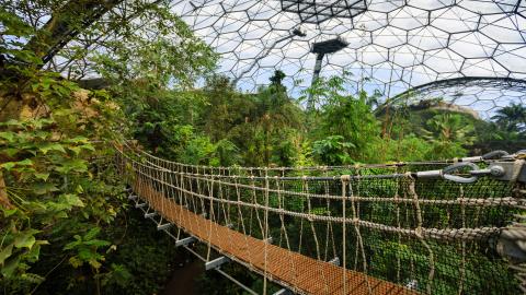 Wobbly bridge stretching across the canopy of Eden's Rainforest Biome